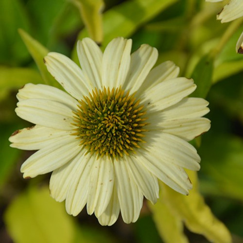 Canary Feathers Coneflower Canary Feathers Coneflower