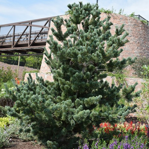 Japanese White Pine 
Pinus parviflora 'Glauca'
