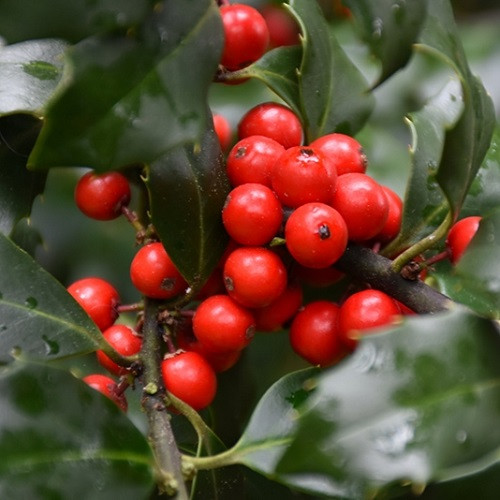 Red Sprite Winterberry