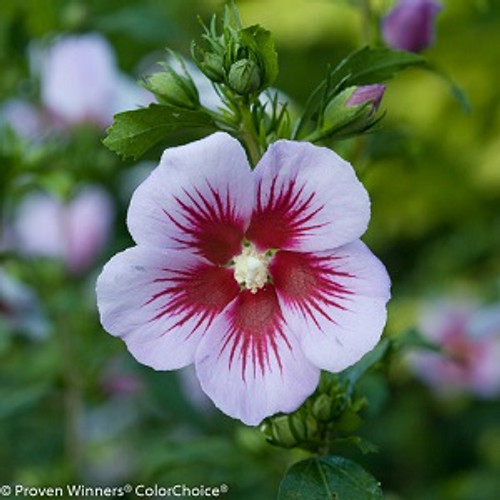 Orchid Satin Rose of Sharon