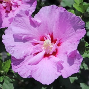 Tahiti Rose of Sharon