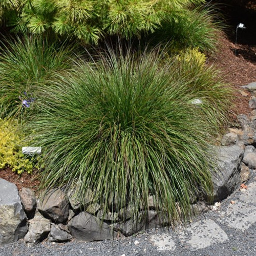 Burgundy Bunny Dwarf Fountain Grass