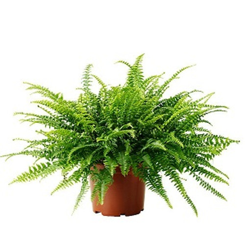 Boston Fern