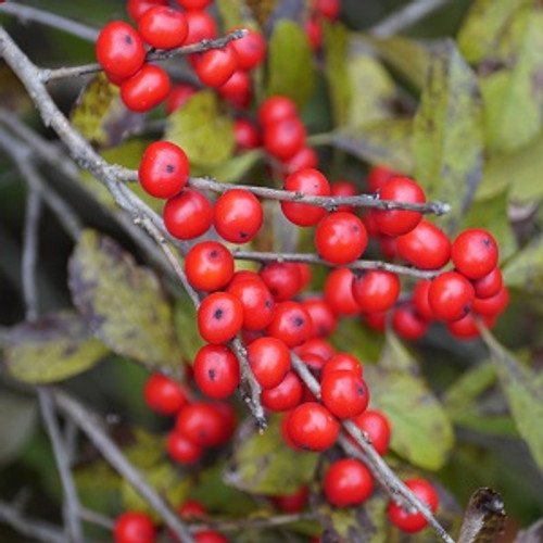 red sprite Winterberry Holly