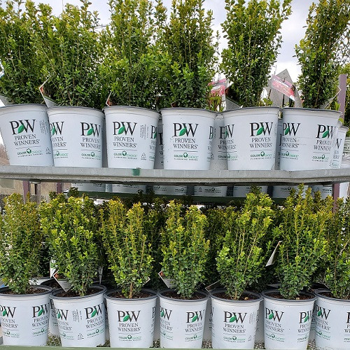 Sprinter Boxwood have Arrived