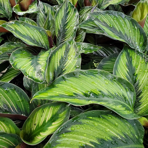 Tropical House Plants Have Arrived