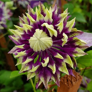 What's Looking Good this Week