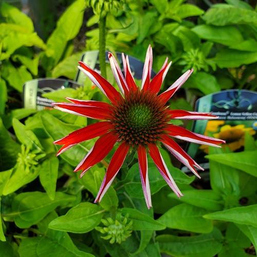 Echinacea