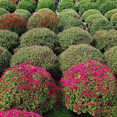 Fall Mums