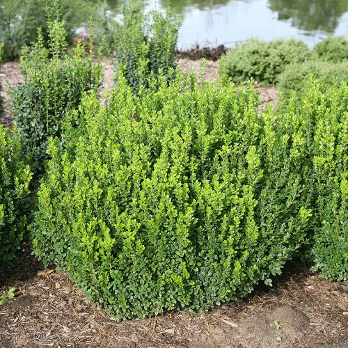 Sprinter Boxwood