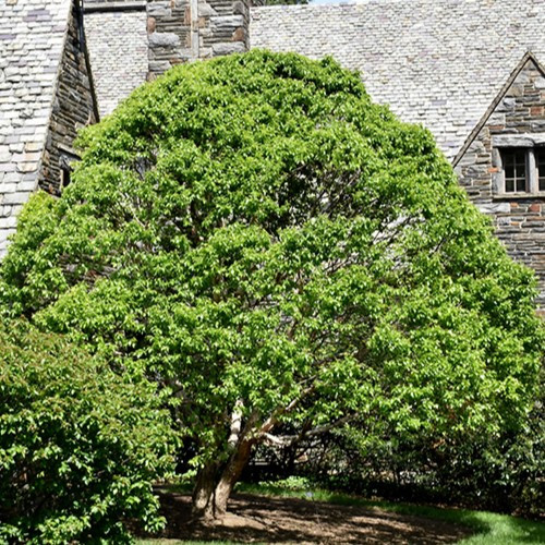 Fox Valley River Birch