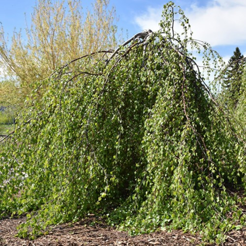 Young's Weeping Birch
