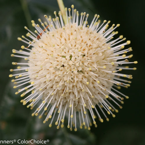 Sugar Shack Button Bush