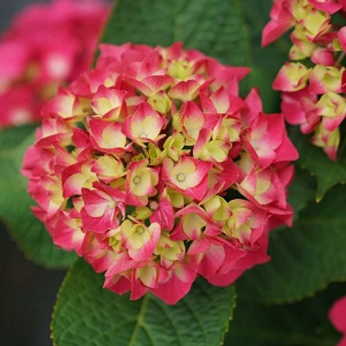 Wee Bit Giddy Bigleaf Hydrangea