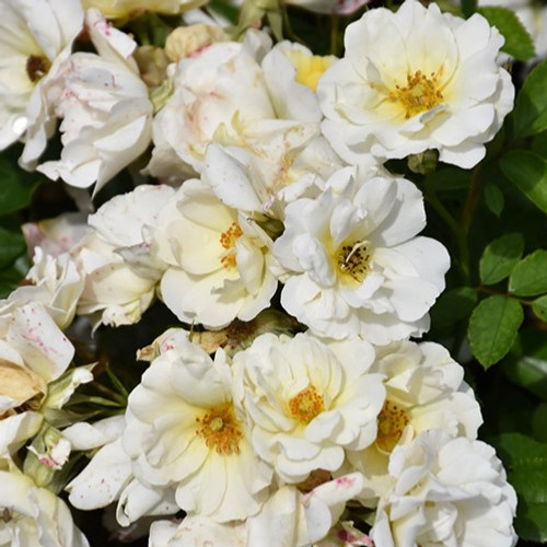 White Drift Groundcover Rose