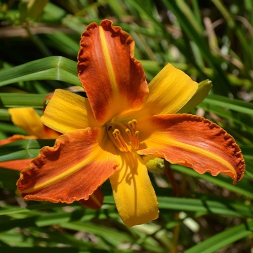 Frans Hals Daylily