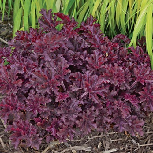 Heuchera 'Melting Fire'