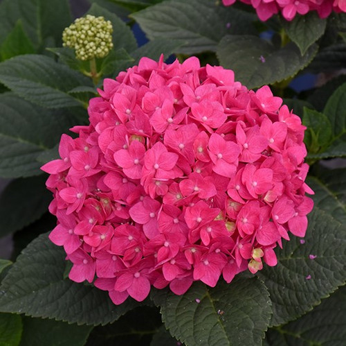 Hydrangea Endless Summer Summer Crush