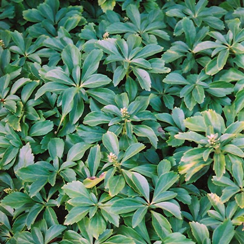 Japanese Spurge