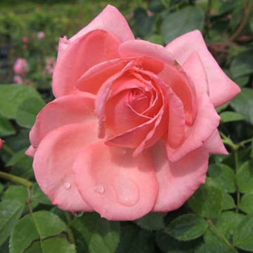 Canada Blooms Hybrid Tea Rose