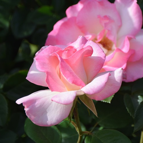 Pink Promise Hybrid Tea Rose