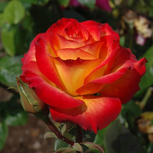 Perfect Moment Hybrid Tea Rose