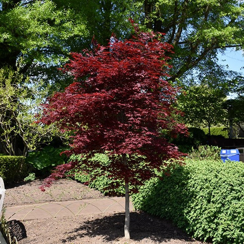 fireglow japanese maple