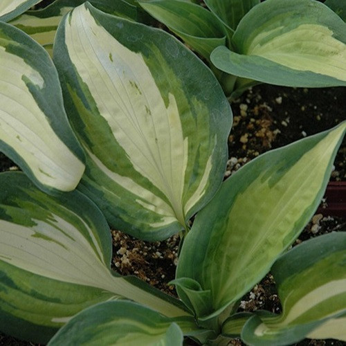 Lakeside Cupcake Hosta