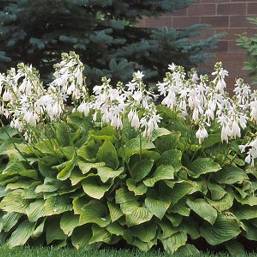 Royal Standard Hosta