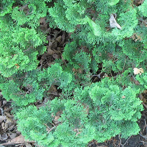 True Dwarf Hinoki Falsecypress