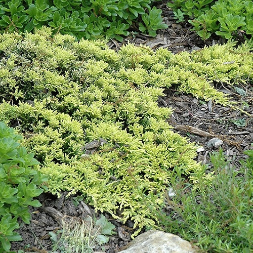 Mother Lode Juniper