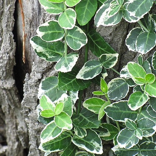 Euonymus - Emerald Gaiety Wintercreeper