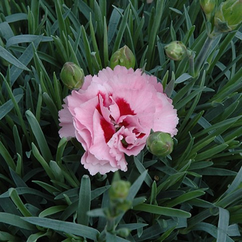 Raspberry Surprise Dianthus