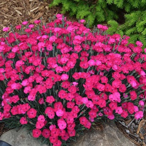 Paint the Town Magenta Dianthus