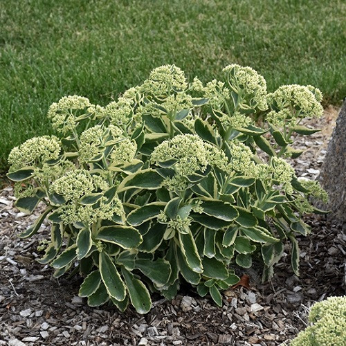 Autumn Charm Sedum