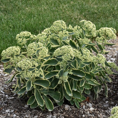 Autumn Charm Sedum