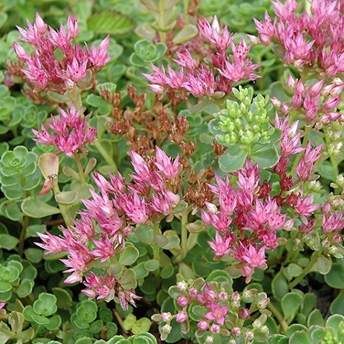 John Creech Stonecrop