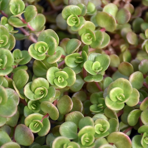 Coral Reef Sedum