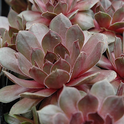 Sanford's Hybrid Hens And Chicks