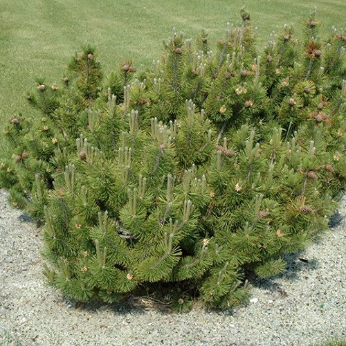 Dwarf Mugo Pine