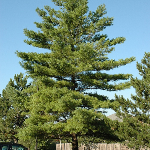 White Pine
pinus strobus