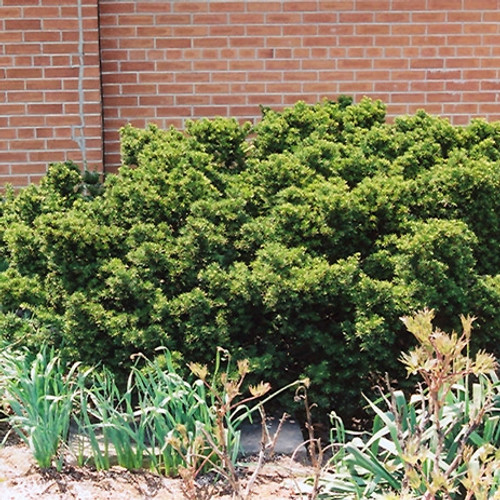 Dwarf Japanese Yew