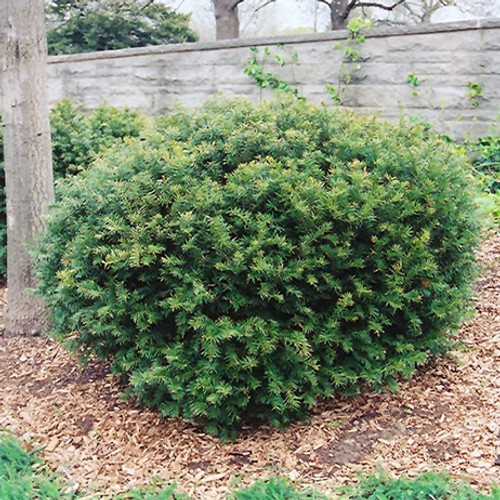 Brown's Yew