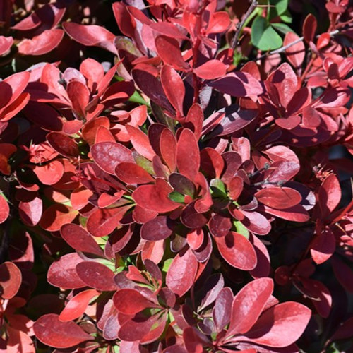 Cherry Bomb Japanese Barberry