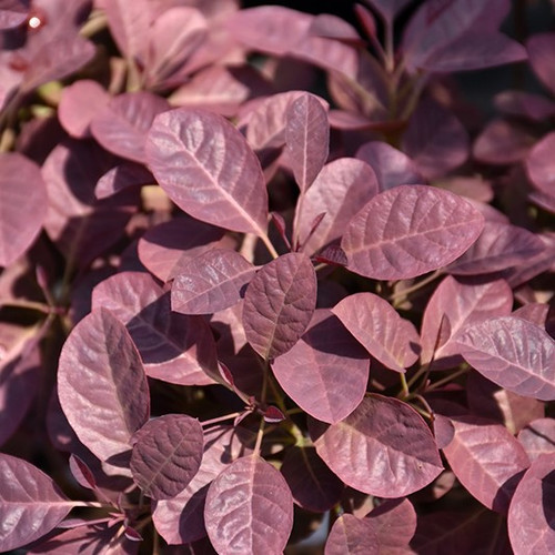 Velveteeny Purple Smokebush