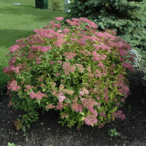 Goldflame Spirea