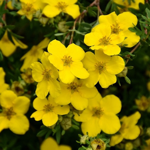 Gold Star Potentilla