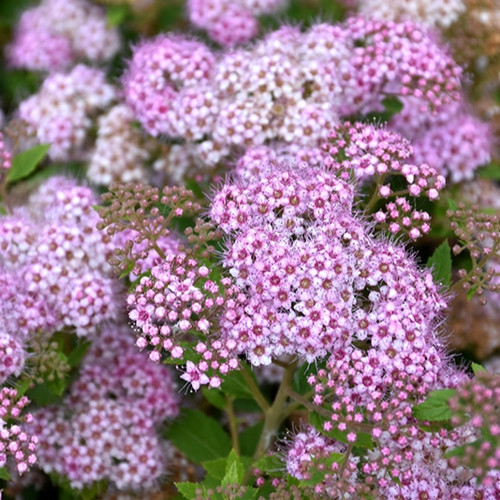 Little Princess Spirea