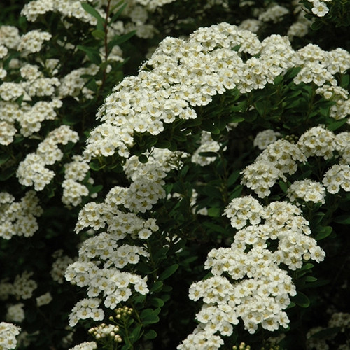 Snowmound Spirea