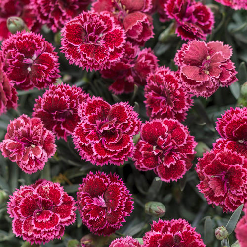 Fruit Punch Black Cherry Frost Pinks